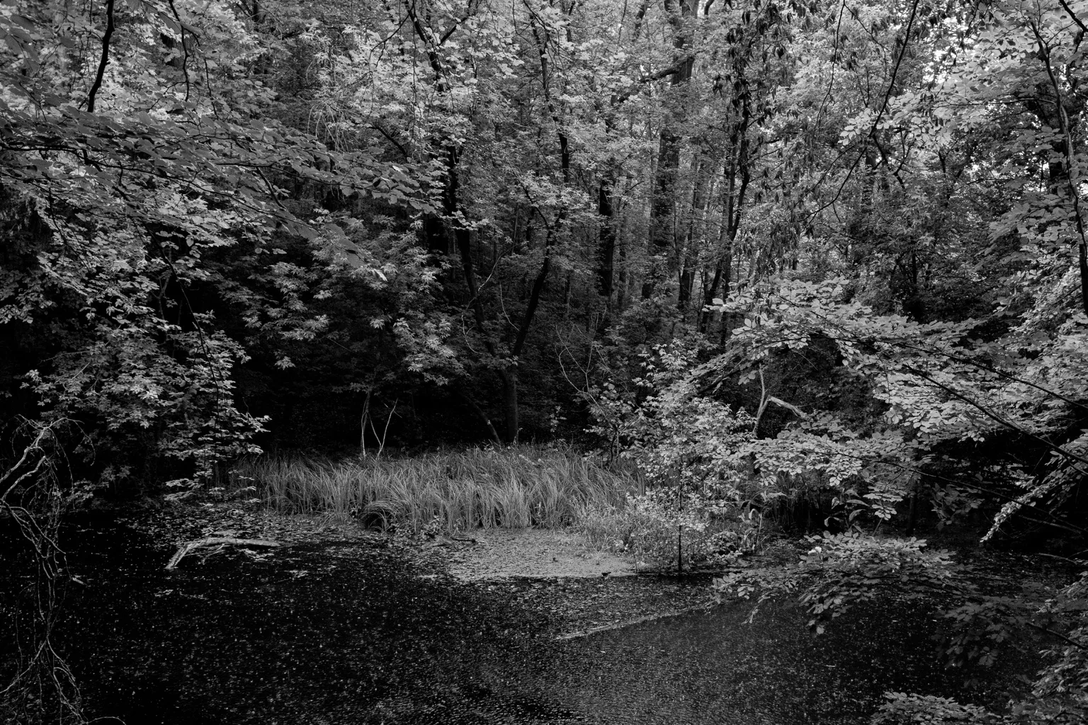 BIOTOPE IN BERLIN — Bild 4